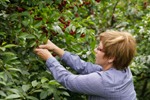 Bild aus dem Obstgarten